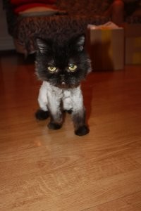 20 лет котейке....
