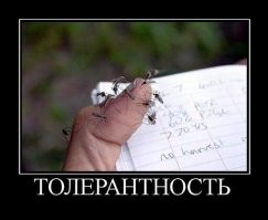 Что такое толерантность, плюсы и минусы