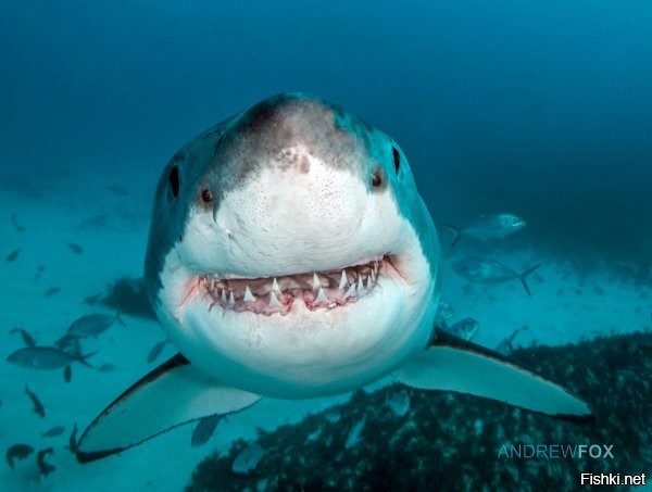 Чем больше вибрирующих конвульсивных колебаний,тем радостнее акуле.
