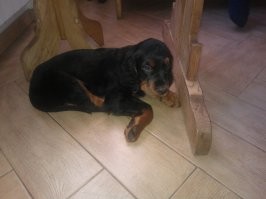 Всё именно так. Мой даже диван ухитрился разодрать в клочья и перетащить в сторону метра на три. Последнее фото - псу три месяца.