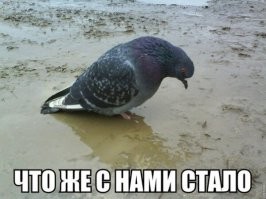 Взлет и падение украинского автобусного завода ЛАЗ