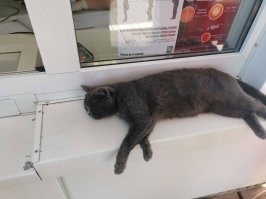 Котик, который живет на заправке. Снял в этом году, где-то на М4.