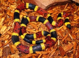 Что-то яндекс-картинки тоже ясность не внесли. Ввёл "коралловый аспид", фотки вышли как со змеёй в нашем посте, так и несколько другую. На всякий случай буду бояться обеих.