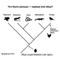 Что появилось первым: яйцо или курица?