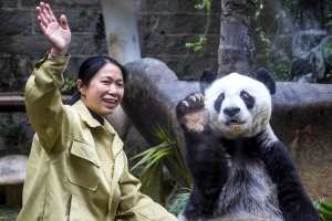 Китайцы их дрессируют, но как и с тигром, нельзя поворачиваться к ним спиной. Хрен его знает, что в этот момент у неё там в голове шлёпнет.