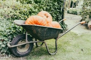 Расскажите уже кто-нит бедным япошкам, что прогресс не стоит на месте и в тачке можно привезти не 1(!) 50-килограммовую тыкву!