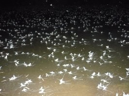 У нас, на Юге Урала, неделю в году рот не открыть.
Подёнка брачуется.
)))