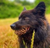 Умора: 30 неудачных фото собак, которые не должны были попасть в сеть