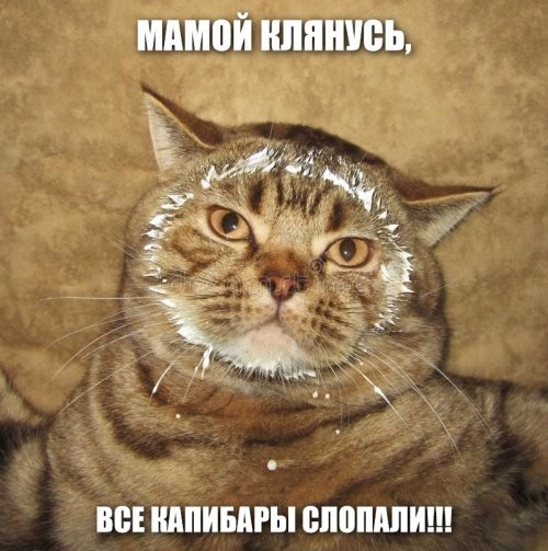 Капибары против тыквы