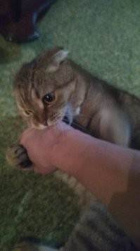 Неее .. вот этот барбос )) Шотландец