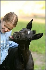 22 лошадиные скульптуры, которые вызовут улыбку и восторг