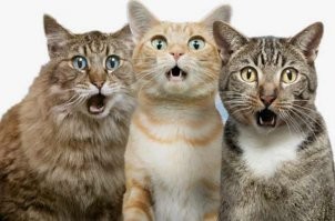 16. "Что это такое? С виду напоминает виноград, но он почему-то странного цвета и весь в крапинку"