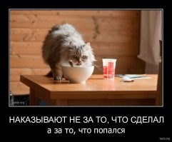 Прикольные и смешные картинки
