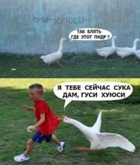 И смех, и слезы: мальчик в ужасе сбегает от нападающей сороки