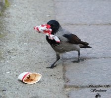 Интересные факты о воронах