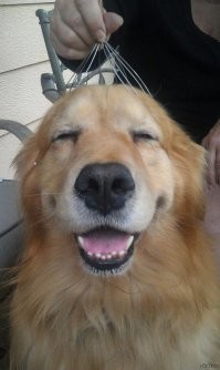 Видео: как чесалка может изменить настроение собаки за 1 секунду