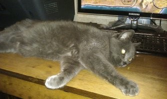 На фото ей 14 лет примерно, в том же году умерла из-за почек, буквально за 1,5 месяца угасла.

До болезни, была вполне бодрой, не могла уже на шкаф запрыгнуть, лет 5-7 как, из-за чего первое время очень переживала и постоянно повторяла попытки, позже стала просить что бы я закинул ее туда, сначала спрыгивала сама, но потом и в этом стала меня просить снять. 

Последнего котенка родила в 12 лет, был всего один, но очень крупный и здоровый.

Даже в день смерти, когда уже почти не ходила, утром запрыгнула ко мне на кровать, у нее такая традиция была, просто полежать у подушки, причем гладить ее в таких случаях нельзя было, сразу кусь))