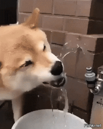 Видео: как чесалка может изменить настроение собаки за 1 секунду
