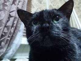 Это наша Кити, здесь ей 19 лет. Через 3 месяца ее не стало. Эта кошка создала мою семью и нет существа во вселенной, которому я был бы более благодарен. Боролись с онкологией до последнего, но... проиграли. Прошло уже 5 лет, но вспоминать об этой утрате, все так-же больно.