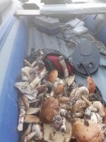 Тоже сьездил на грибалку