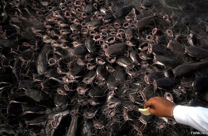 Ну он же написал - 2000. Вот так выглядят 2000 сомов)