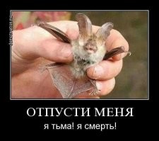 Просто прикольные и смешные картинки