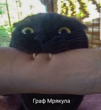 Властелин лотков наносит последний кусь! Постеры кинохитов с котами в главных ролях