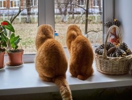 Мои кошаки так каждое утро за птичками секут.