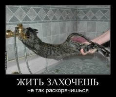 Просто прикольные и смешные картинки