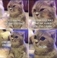 Как выглядит настоящая дружба между кошкой и собакой