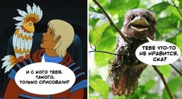 Птенцы лягушкоротов - само очарование!