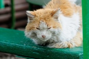 А меня такой гость вот посетил...