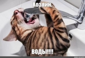 Мужчина увидел, как кот смывает его деньги в унитаз