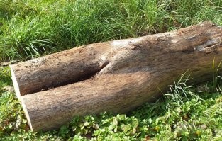 Руководство  для выживания: спасительная древесина