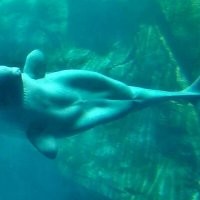 Это фото кита белухи, главное, не путать это название с белугой из осетровых. белухи есть уникальная особенность - в отличии от других китов она может поворачивать голову, так как позвонки на шее у нее не влиты вместе. Издалека можно принять ее за человека в длинном одеянии, почти русалка)