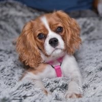 А где кавалер кинг чарльз спаниель?