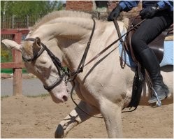 Мой красавец. Подобрали практически на помойке. Предыдущее хозяева его бросили. Сейчас он уже старенький и под седло мы его не берем. Зато радует своим экстерьером, лаской и желанием общаться.