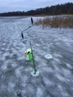 Если их брать зимой то на них черви :) лечиться быстро обычной промывкой , у нас около дома болота и тропа ,  я там частый гость , окуни может быть до 960 граммов но щуки бывают зачетные до 20 кг . Такой рекорд братик жены сорвал на жерлице . Глубины как правило от 40 см до 2х метров . Вот где 2 метра рыбы нет :) Шнурок кстати ушел опять в свою стихию , дал подышать и назад .