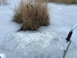 Если их брать зимой то на них черви :) лечиться быстро обычной промывкой , у нас около дома болота и тропа ,  я там частый гость , окуни может быть до 960 граммов но щуки бывают зачетные до 20 кг . Такой рекорд братик жены сорвал на жерлице . Глубины как правило от 40 см до 2х метров . Вот где 2 метра рыбы нет :) Шнурок кстати ушел опять в свою стихию , дал подышать и назад .