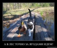 Гостеприимный кот "пригласил" чайку к себе домой на ужин