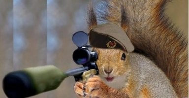 Нешуточная битва птиц и белок за семена