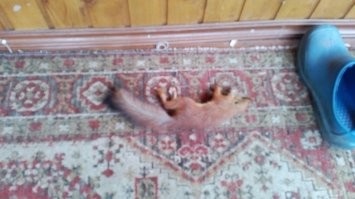 Гостеприимный кот "пригласил" чайку к себе домой на ужин