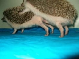 Встреча с ежом, которая не сулит ничего хорошего