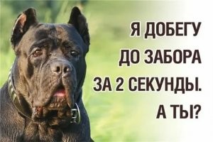 Бродячий пёс против мастера бесконтактного боя