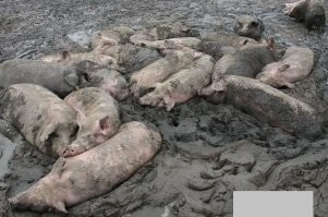 Свинарня и свиноты тупые!