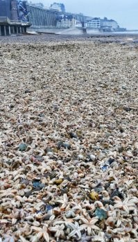 - Смотрите какой ужас на Камчатке... весь пляж усеян МЁРТВЫМИ морскими обитателями, даже не видно песок! Да что же это у нас за страна такая??!?!?!
- Британия? Ну это другое... понимать надо!