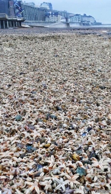 - Смотрите какой ужас на Камчатке... весь пляж усеян МЁРТВЫМИ морскими обитателями, даже не видно песок! Да что же это у нас за страна такая??!?!?!
- Британия? Ну это другое... понимать надо!