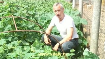 Банан - он как огурец...