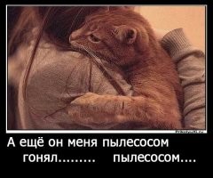 Смертельный враг котеек! Война длиной в 150 лет!