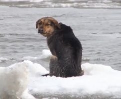 Это очередная попытка из Омска уехать? У собаки не получилось...